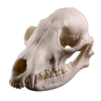 Fox Koponya Modell Szimuláció a Fosszilis Példányok Népszerű Tudományos a Tanítás Kellékek Gyanta Kézműves Állati Koponya Dísz Halloween Dekoráció